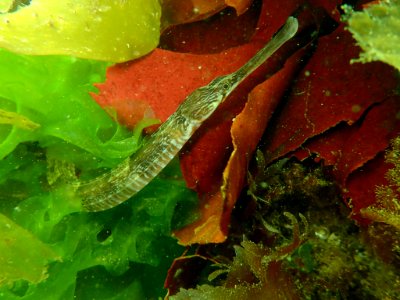 Greater pipefish (Syngnathus acus)