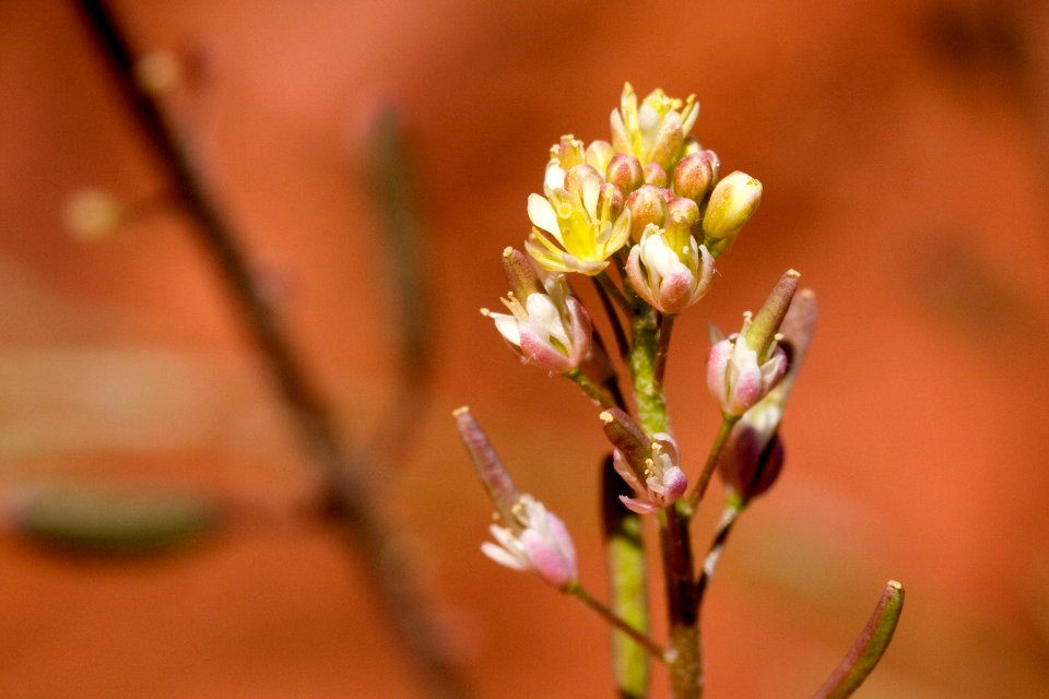 Descurainia pinnata subsp. ochroleuca
