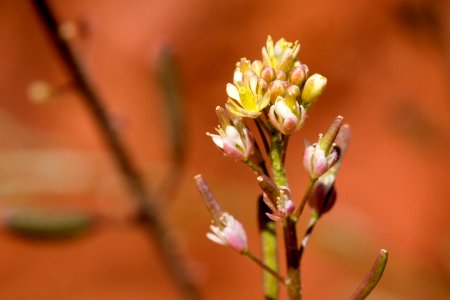 Descurainia pinnata subsp. ochroleuca