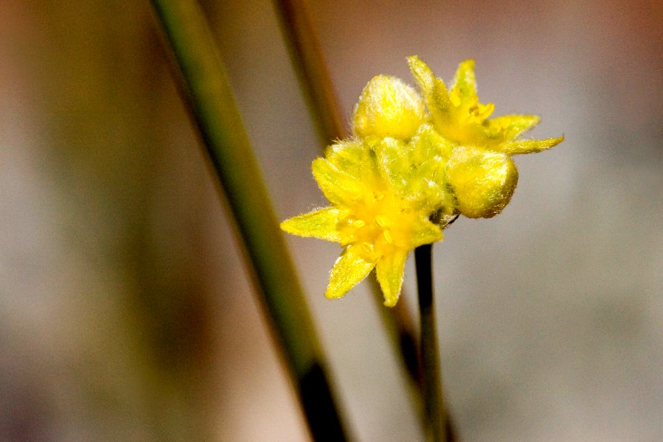 Eriogonum havardii