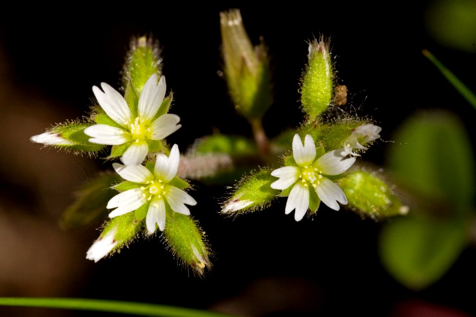 Cerastium glomeratum