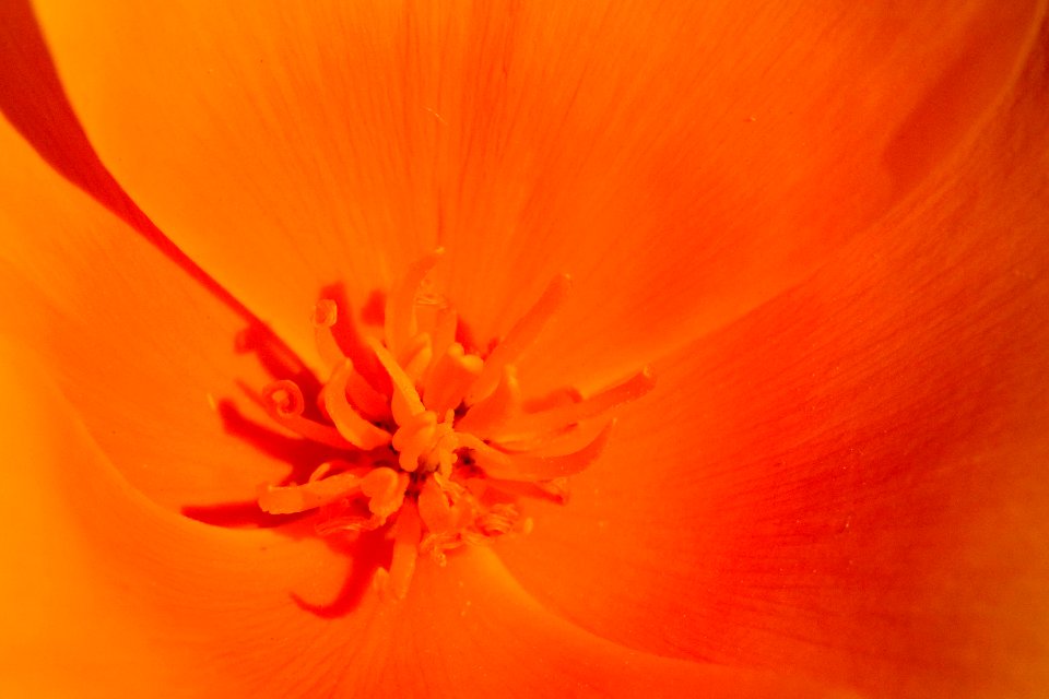 Eschscholzia californica subsp. mexicana