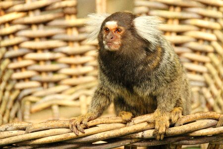 Mammal cute primate