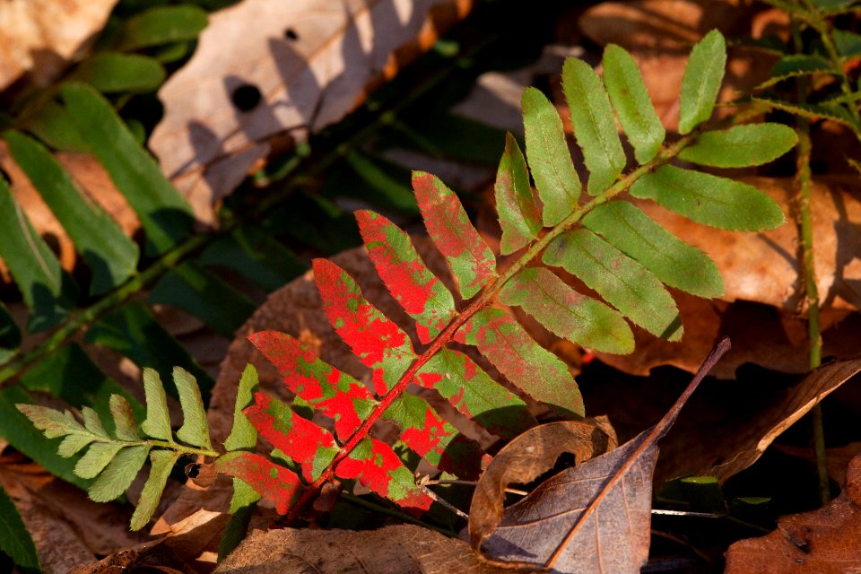 Polystichum acrostichoides