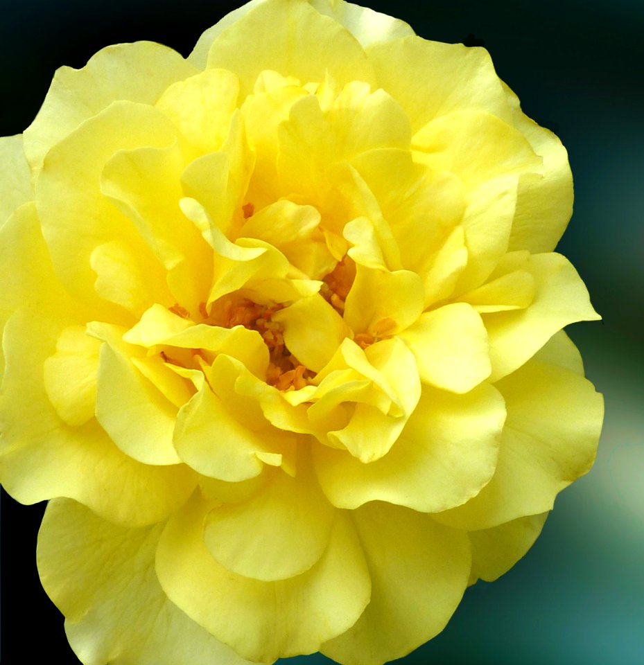 Yellow Rose photo