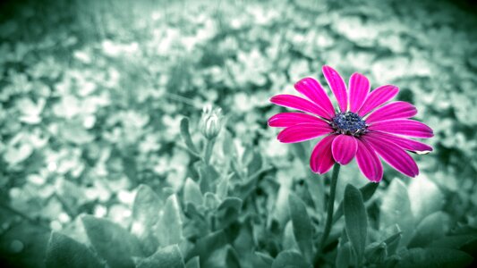 Flower monochrome plant