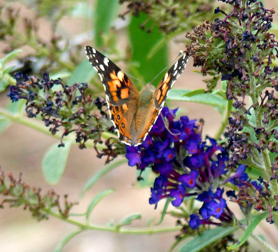 Red Admiral Butterfly