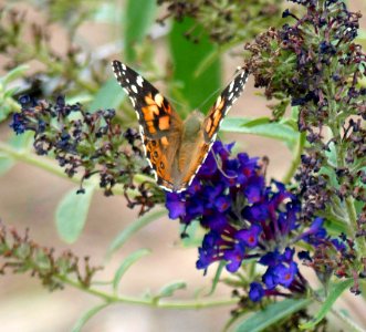 Red Admiral Butterfly photo