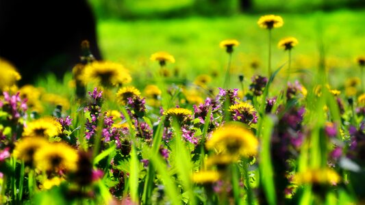 Spring flowery meadow light