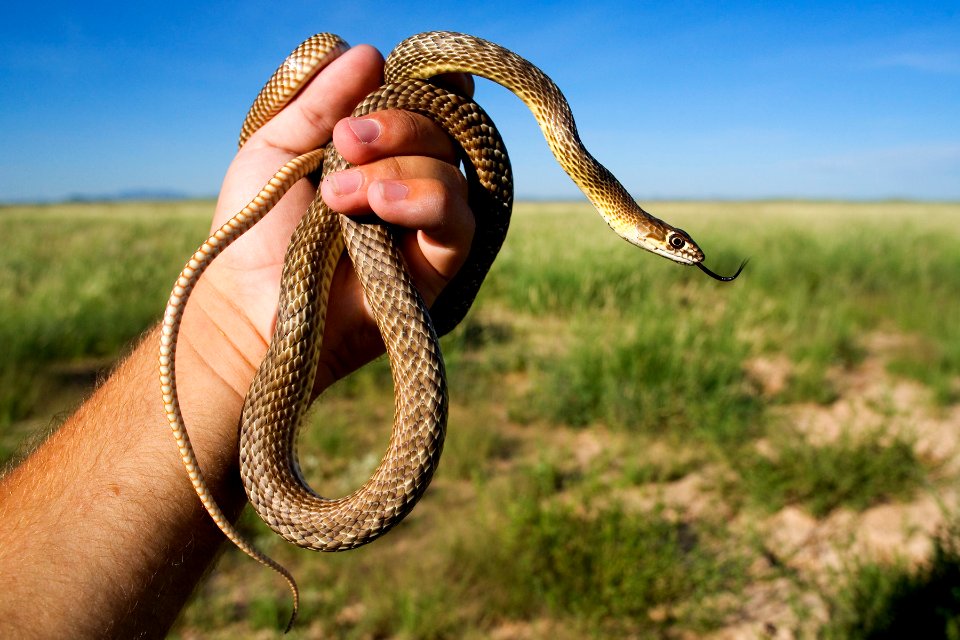 Masticophis flagellum