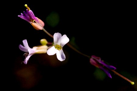 Boechera fendleri × spatifolia × texana photo