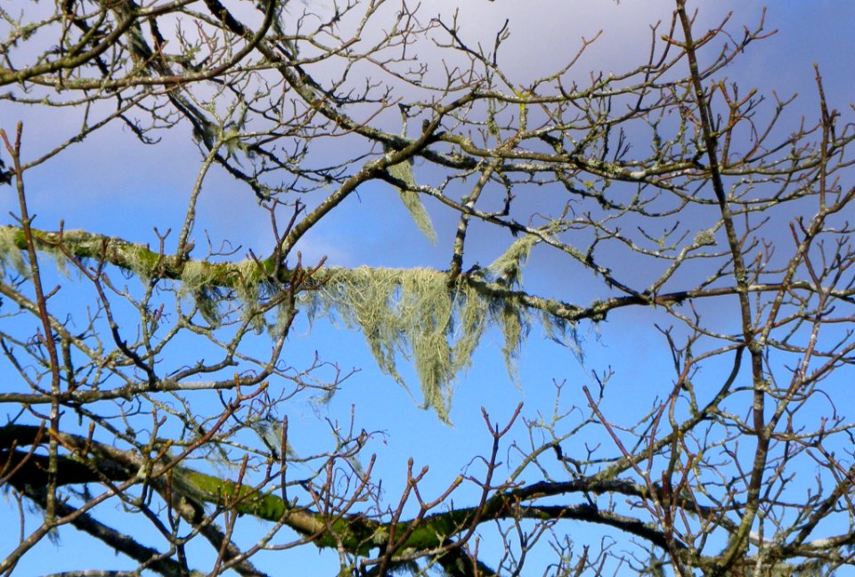Lichen at Swimcombe