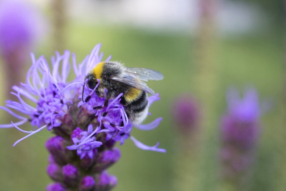 Bee czech republic close up