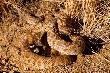 Crotalus atrox