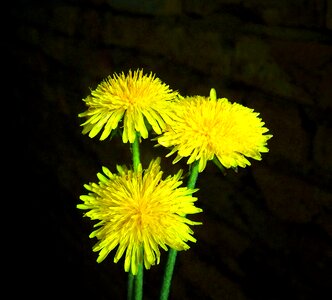 Dandelion yellow spring flower child láncfű