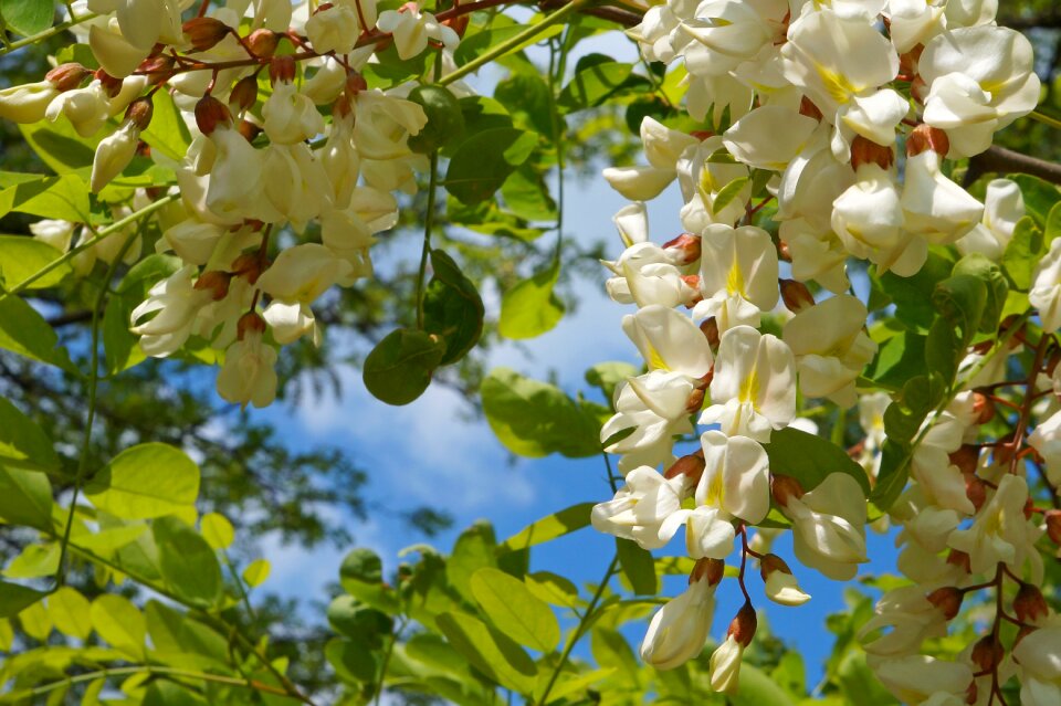 White wood summer