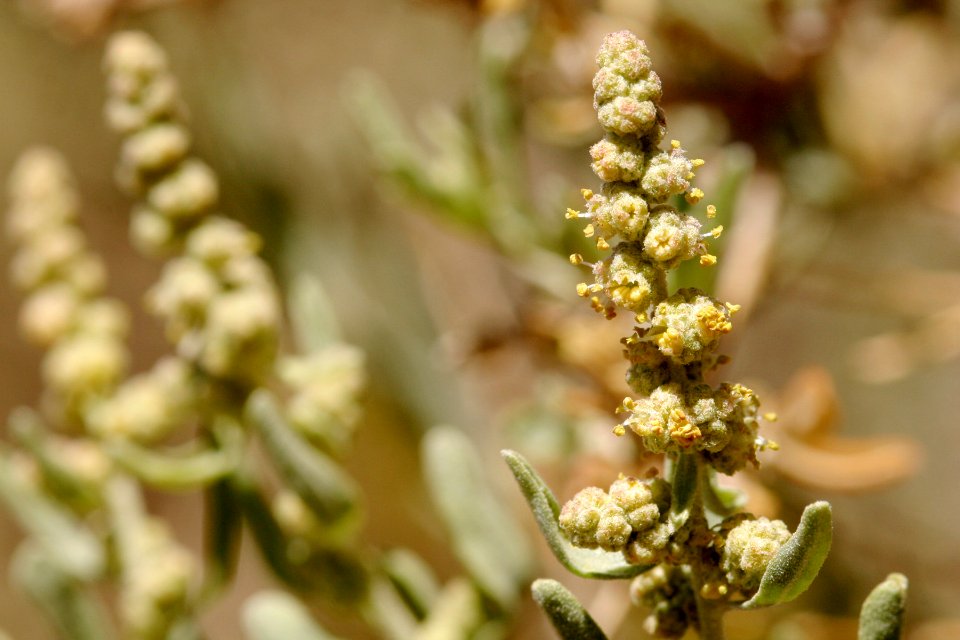 Atriplex canescens