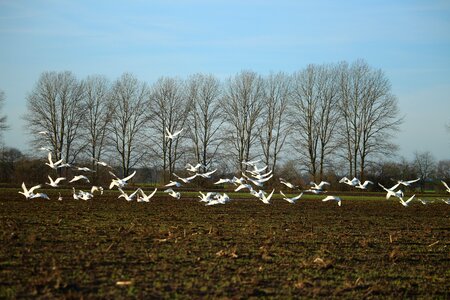 Swans field arable