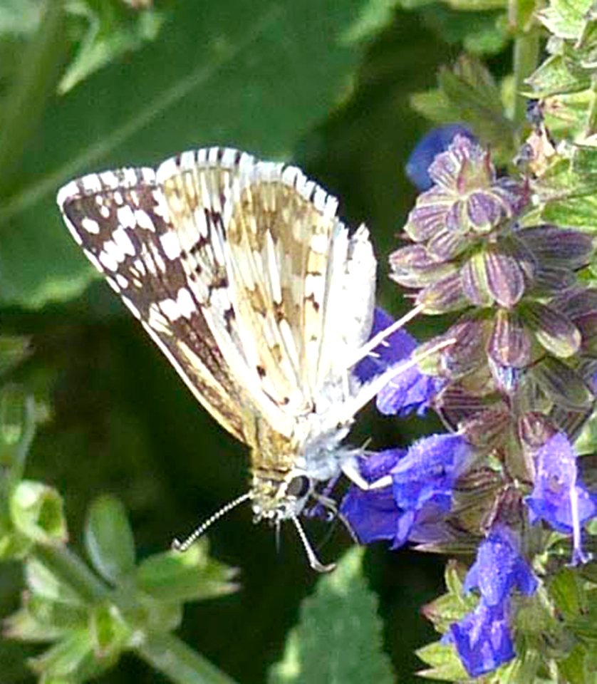 Moth