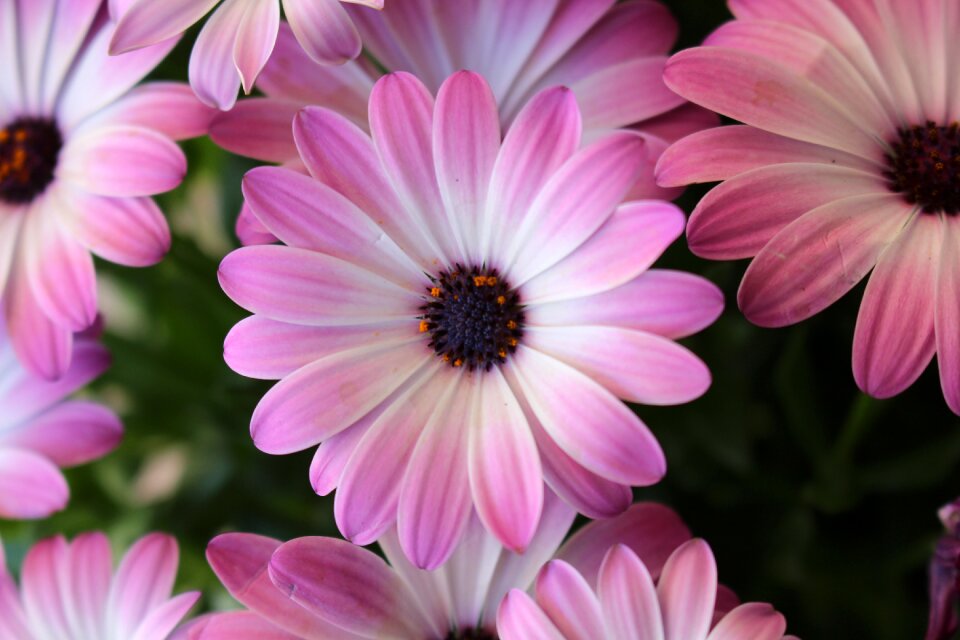 Violet flower nature flower