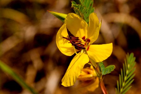 Chamaecrista fasciculata