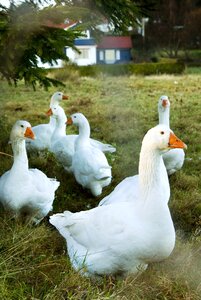 Animal bird geese