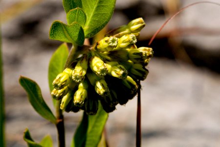 Asclepias viridiflora