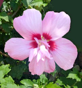 Pink Hollyhock photo