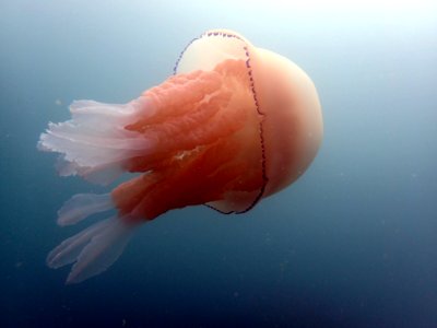 Barrel Jellyfish (Rhizostoma pulmo)