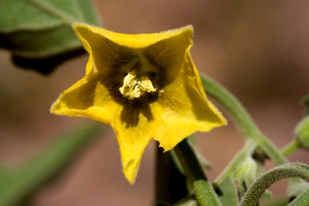 Physalis hederifolia