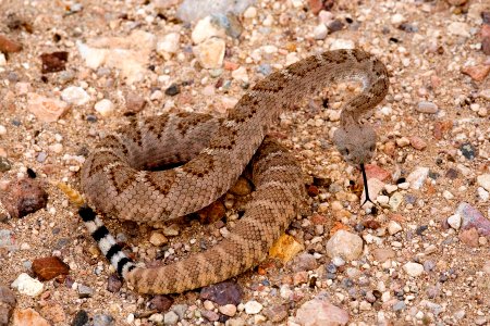 Crotalus atrox