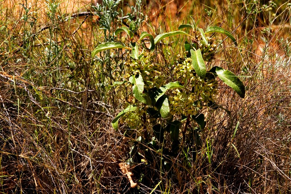 Asclepias oenotheroides