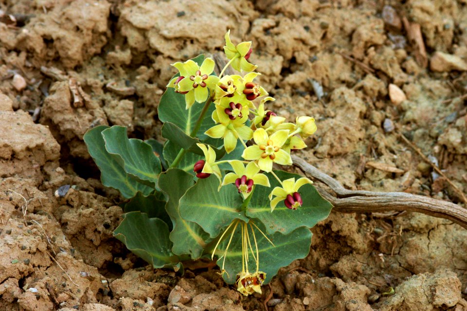 Asclepias cryptoceras