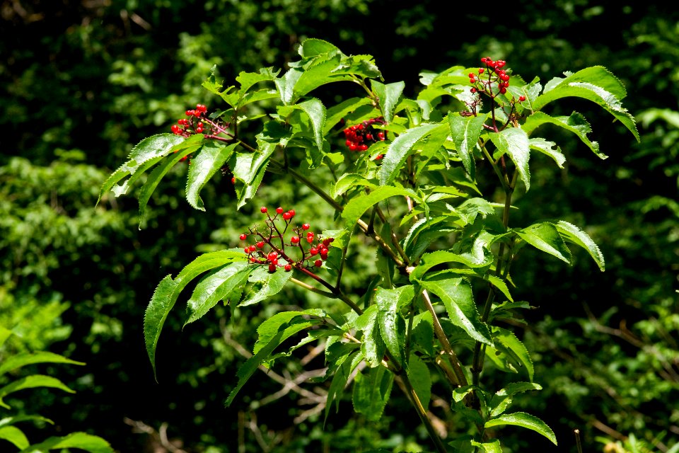 Sambucus racemosa var. microbotrys