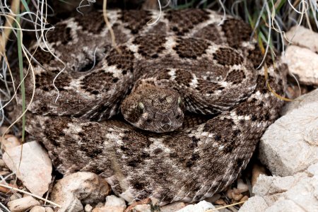 Crotalus atrox