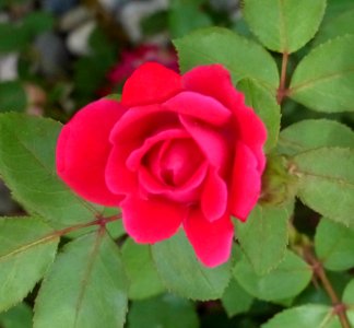 Red Rosebud photo