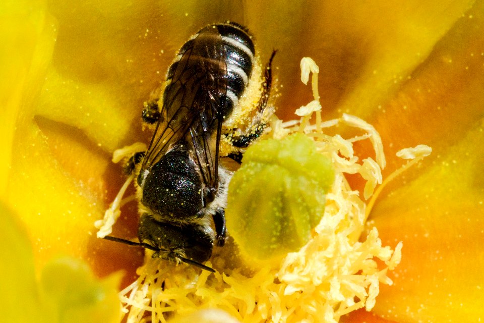 Bee on Opuntia chlorotica