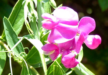 Sweet Pea photo