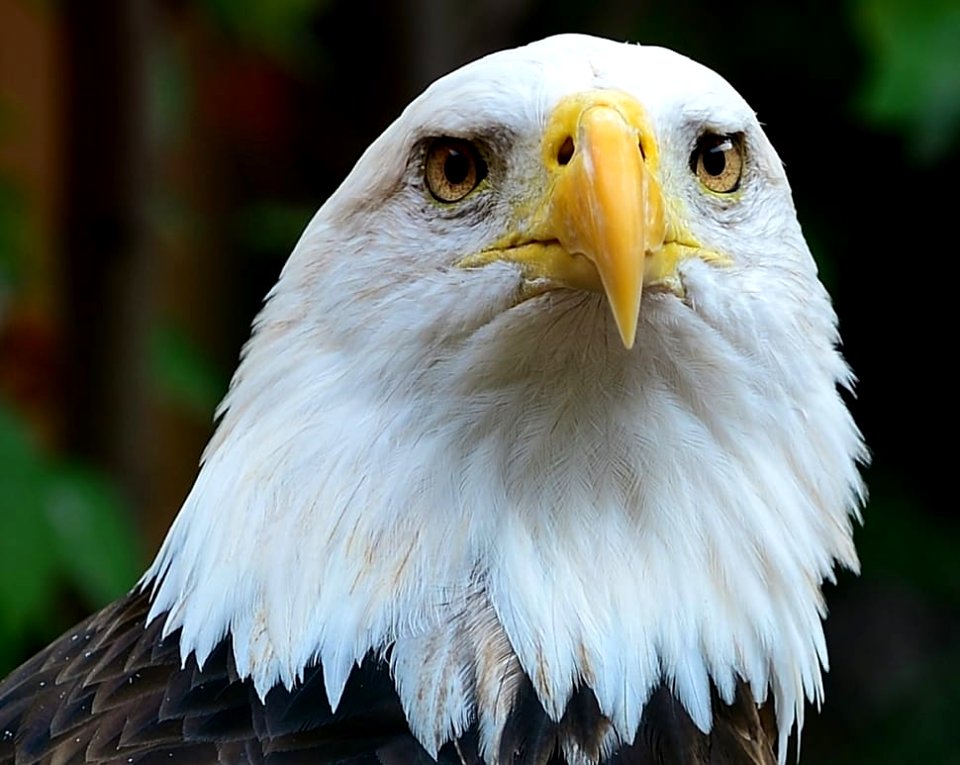 the-bald-eagle-wallpaper-preview photo