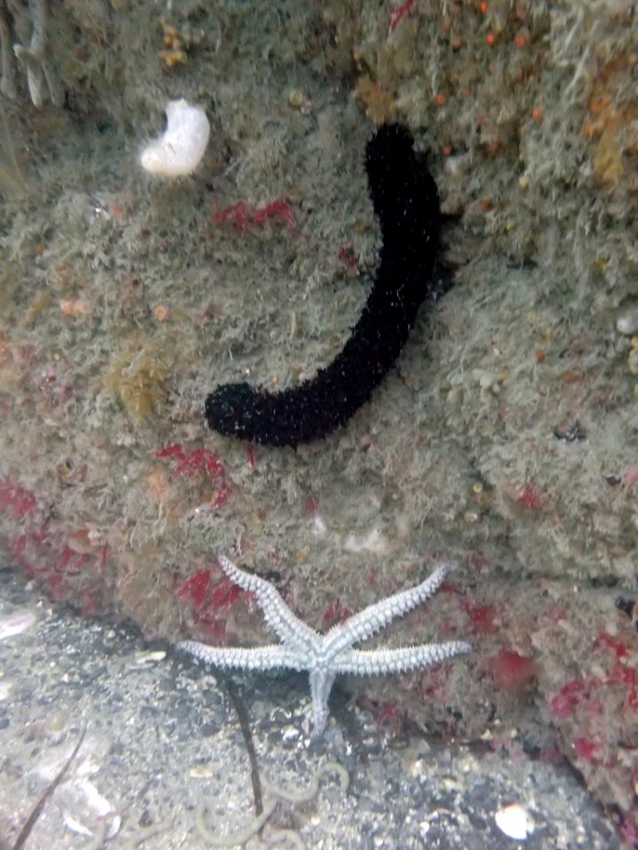 Cotton spinner (Holothuria forskali)