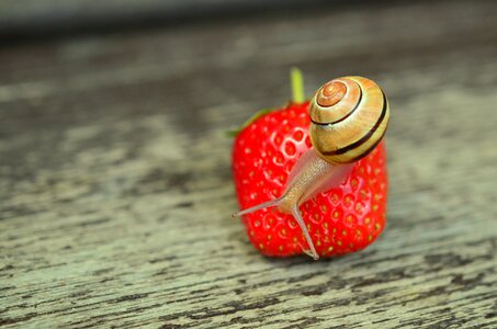 Garden shell snail shell photo