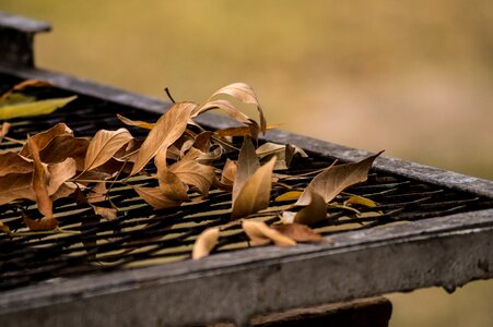Spit leaves winter