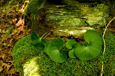 Asarum canadense