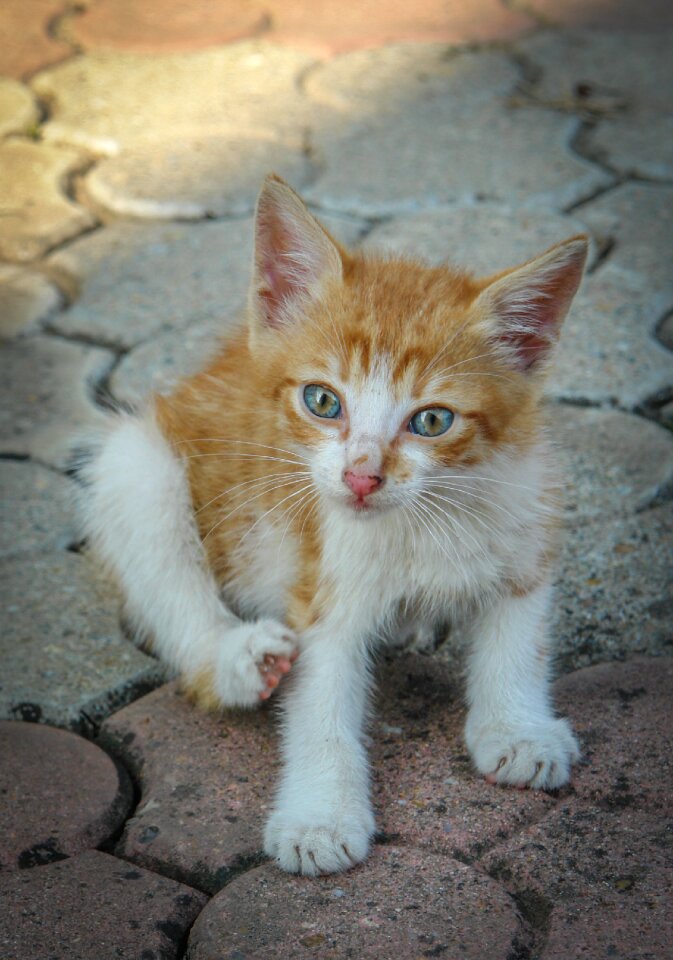 Feline cute pet