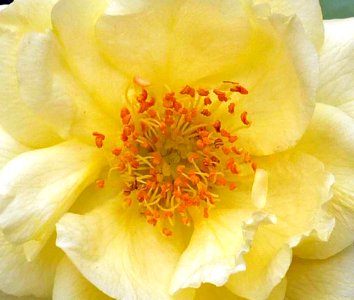 Yellow Rose photo