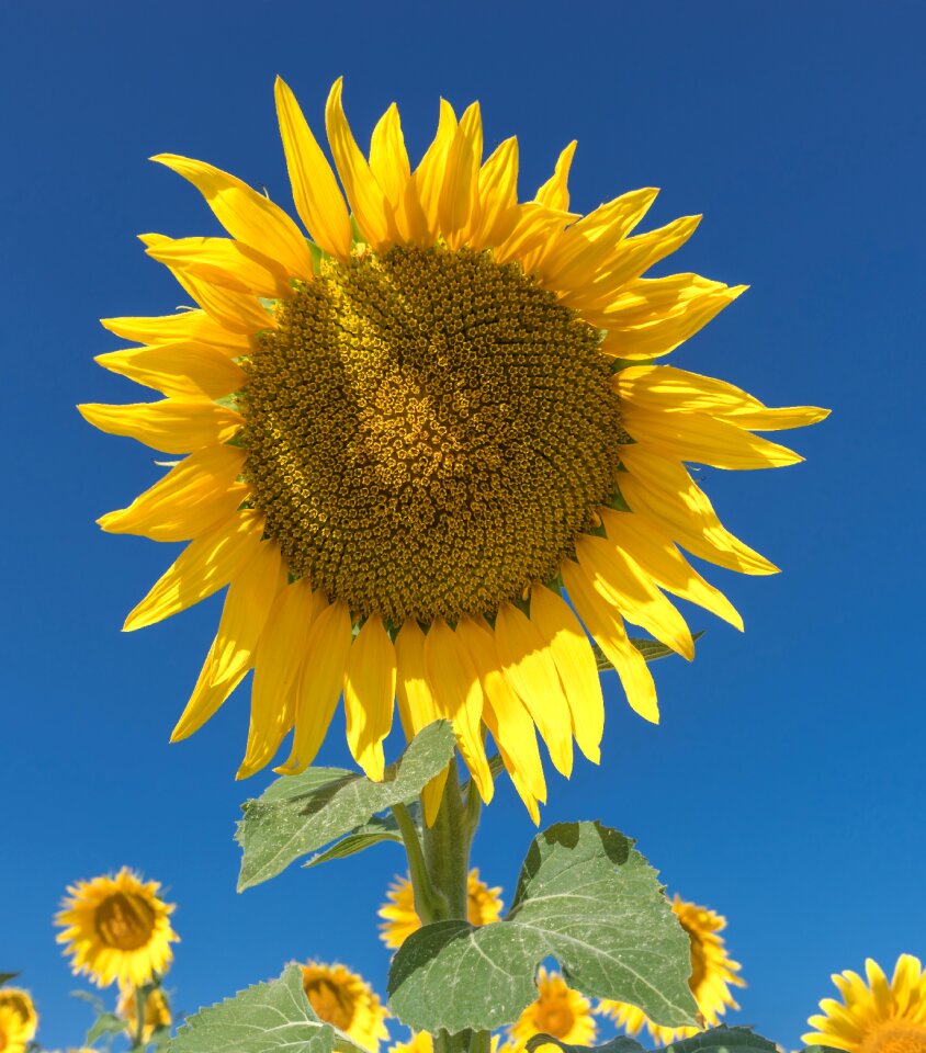 Flowers nature yellow