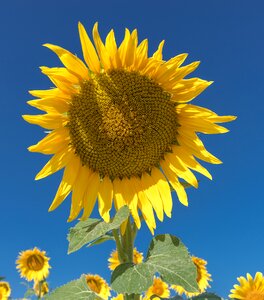 Flowers nature yellow