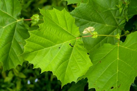 Platanus occidentalis