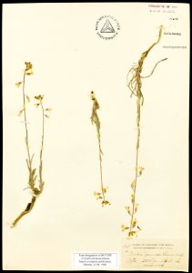 Arabis formosa
