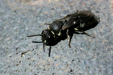 Eumeninae